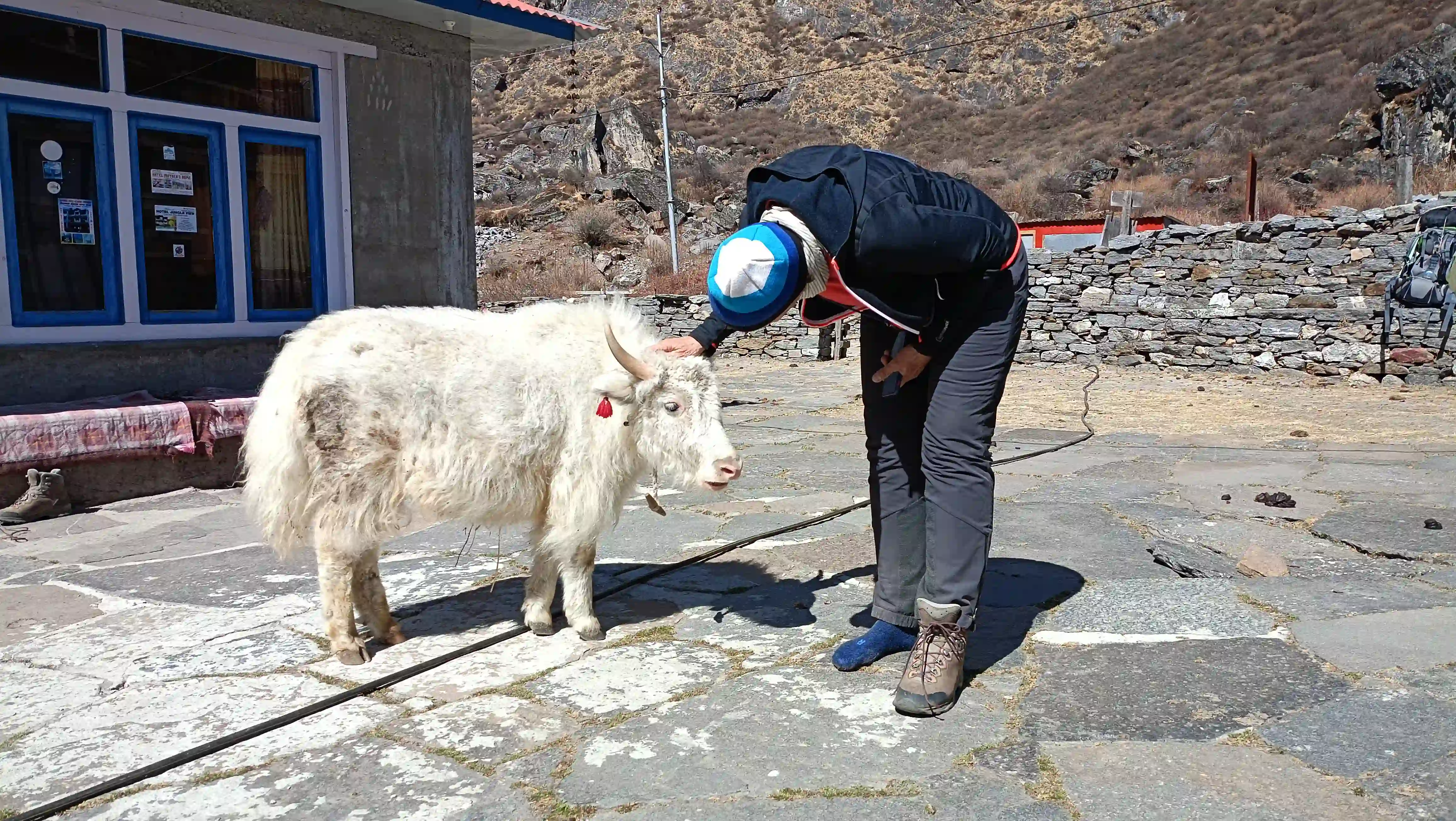Mini Yak in Langtang Village