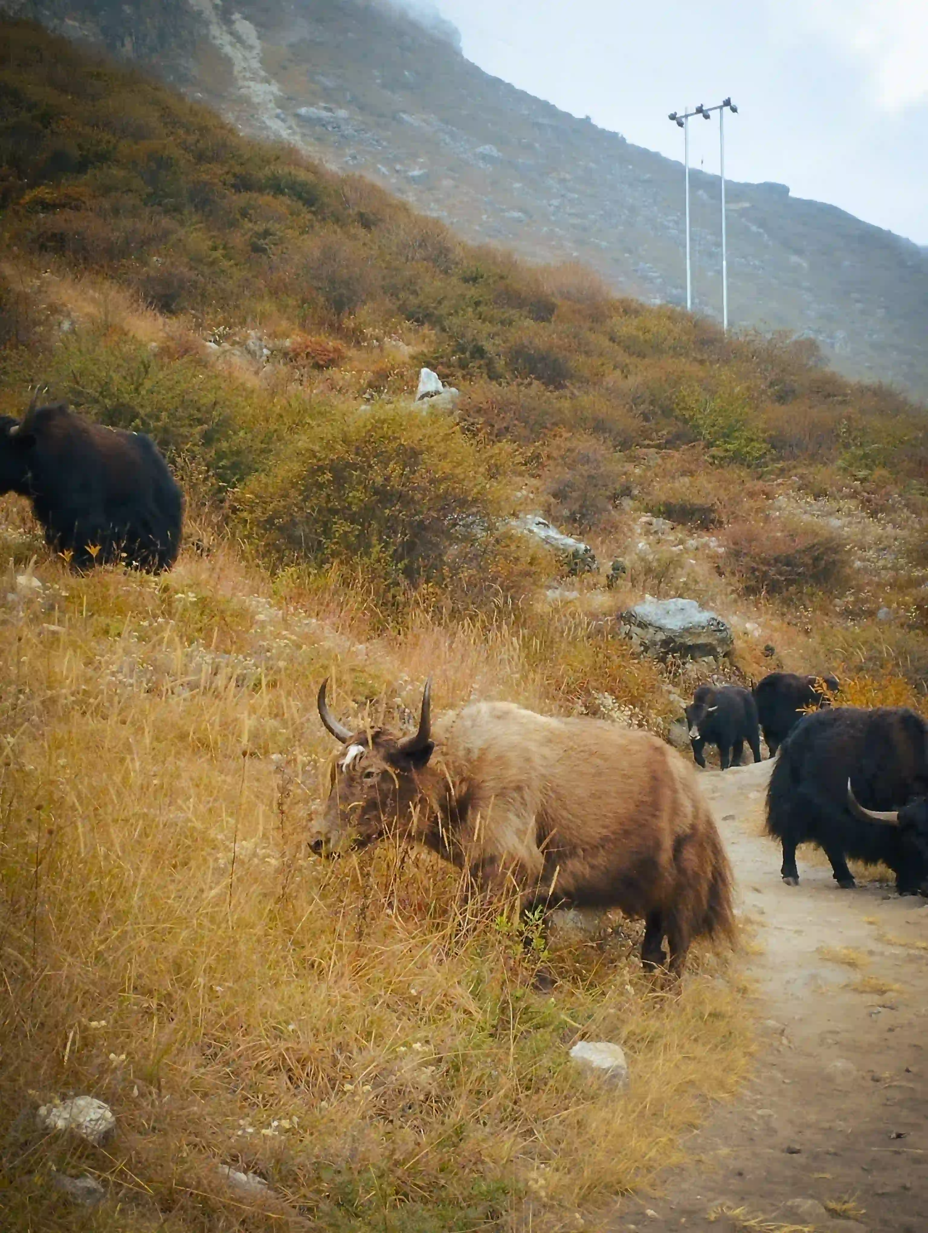 Yak near Langtang Village