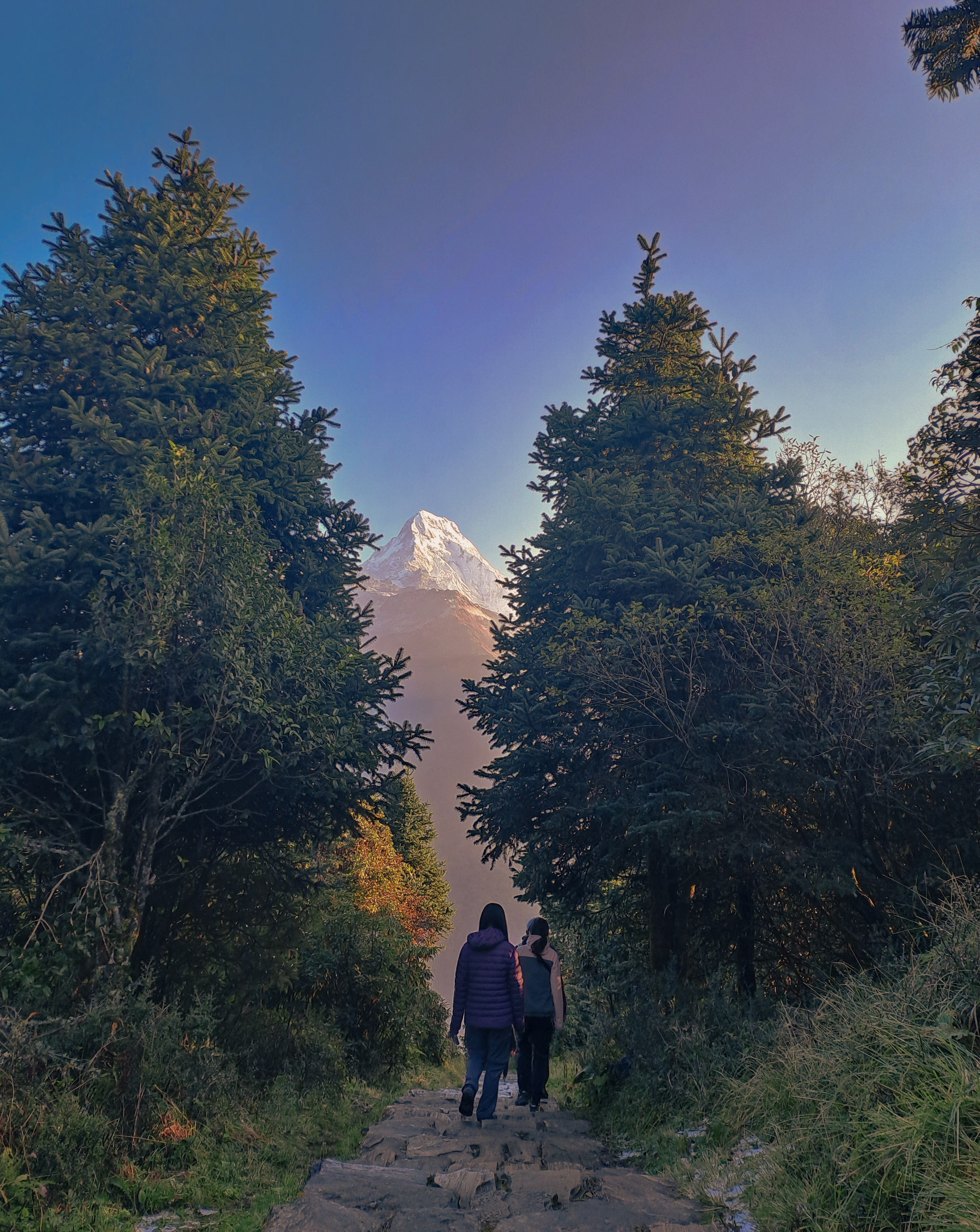 Annapurna south between two trees